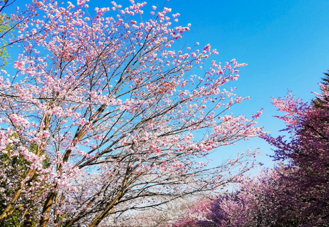 森林総合研究所桜
