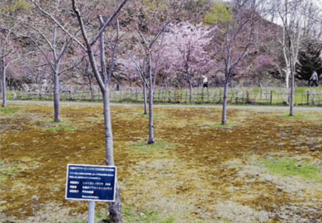 五天山公園　桜