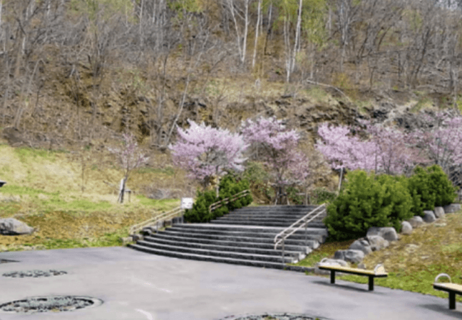 五天山公園　桜