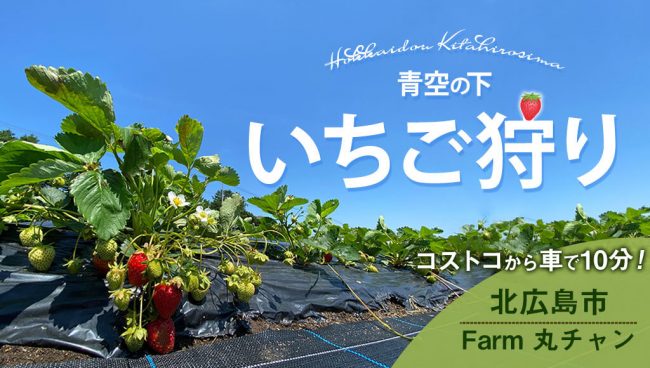 いちご狩り コストコから10分 北広島のfarm 丸チャン